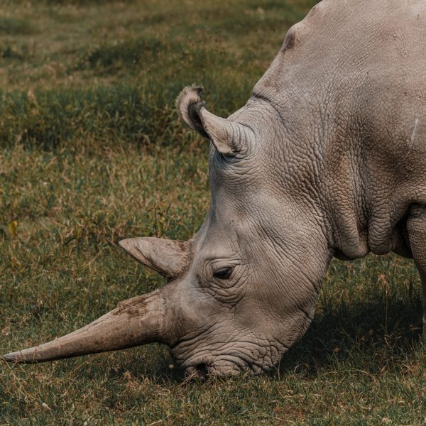 Kan bioteknologi redde nordlig hvitt neshorn?