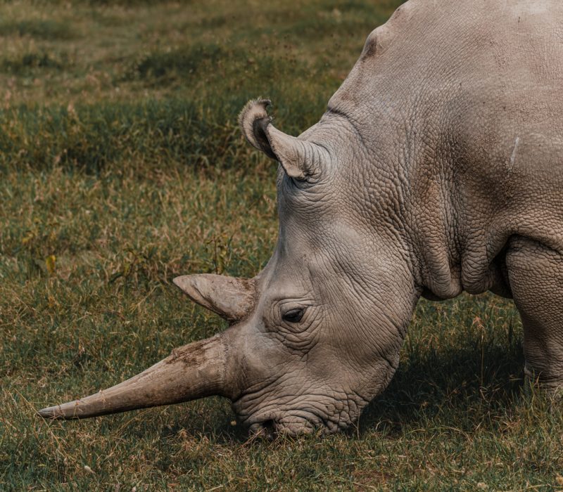 Kan bioteknologi redde nordlig hvitt neshorn?