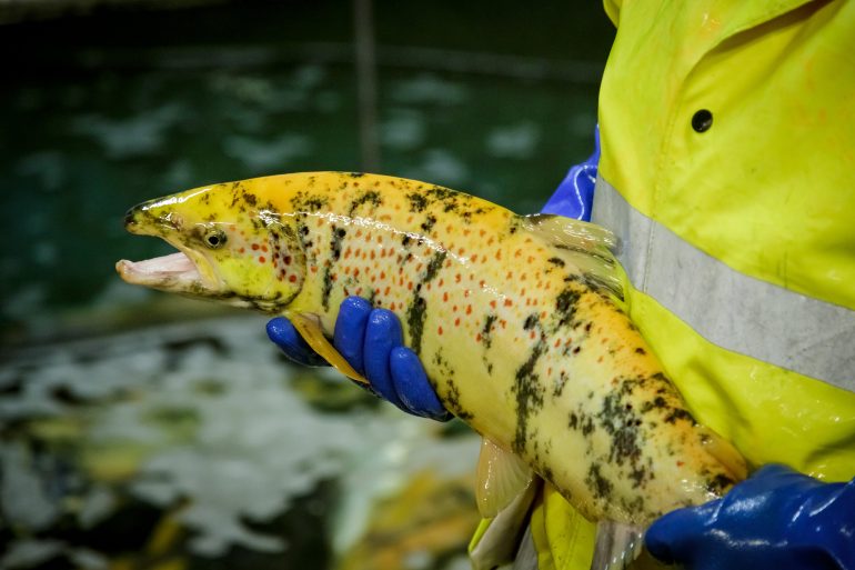 Bilde viser en albinolaks med røde prikker.