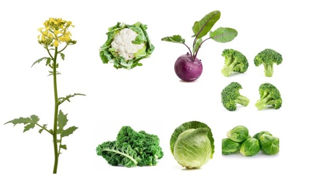 bildet viser den ville sennepsplanten og dens moderne slektningene brokkoli, blomkål, grønnkål, kål og rosenkål.