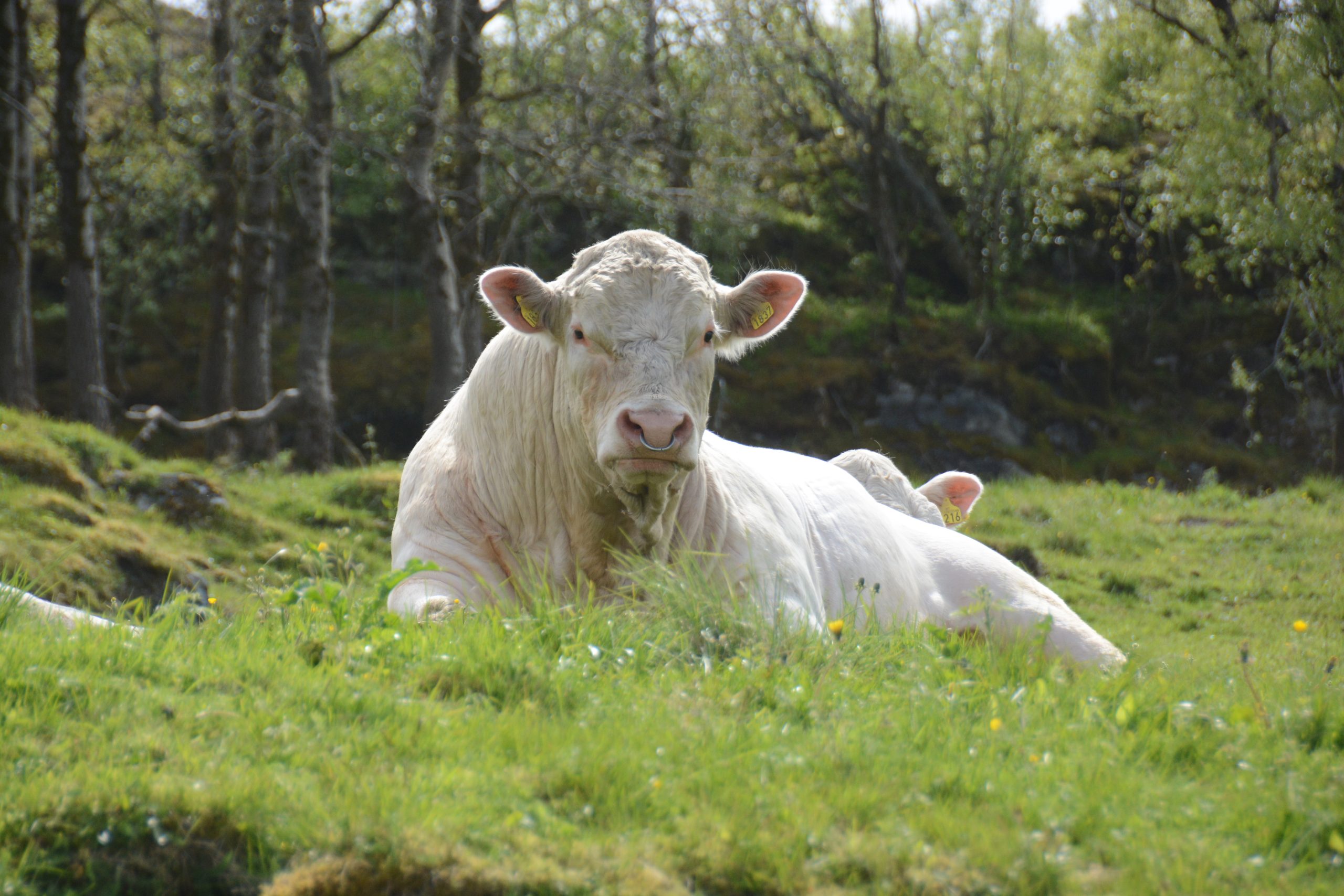 Uønskede genvarianter skal ut av norsk storfe