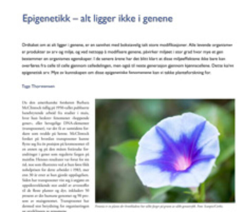 Epigenetikk – alt ligger ikke i genene