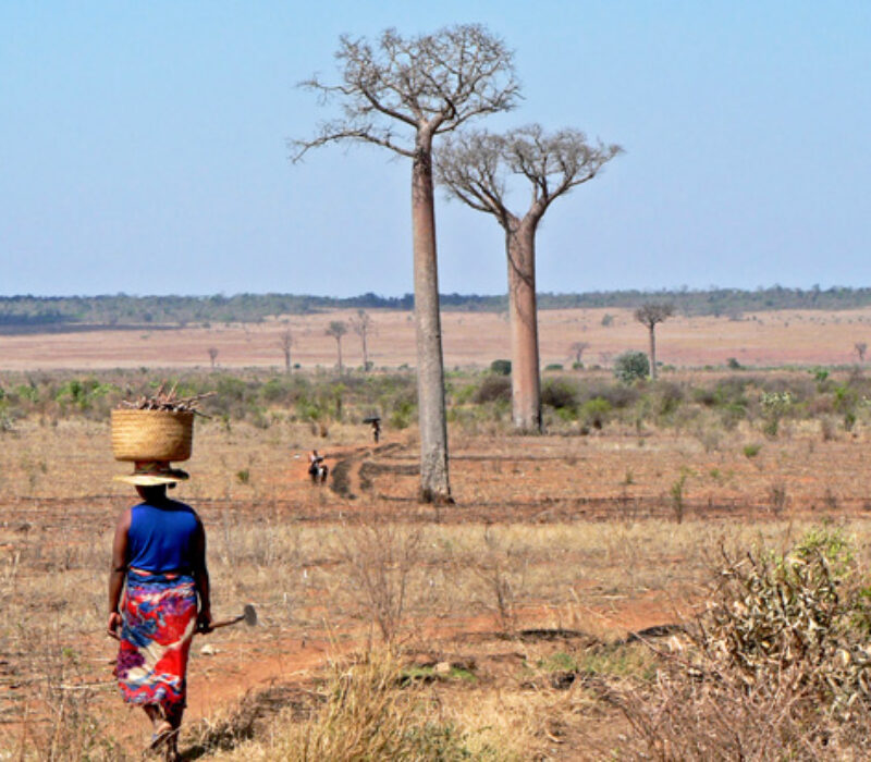 Genmodifisering mot tørke