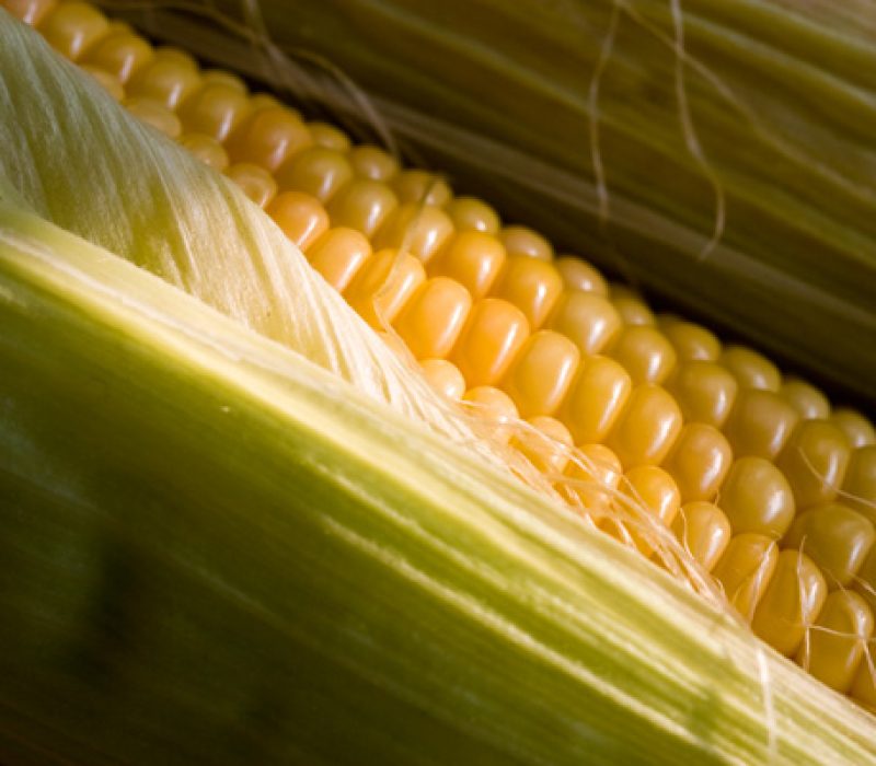 Fagseminar: Kan genmodifiserte plantar bidra til berekraftig utvikling?