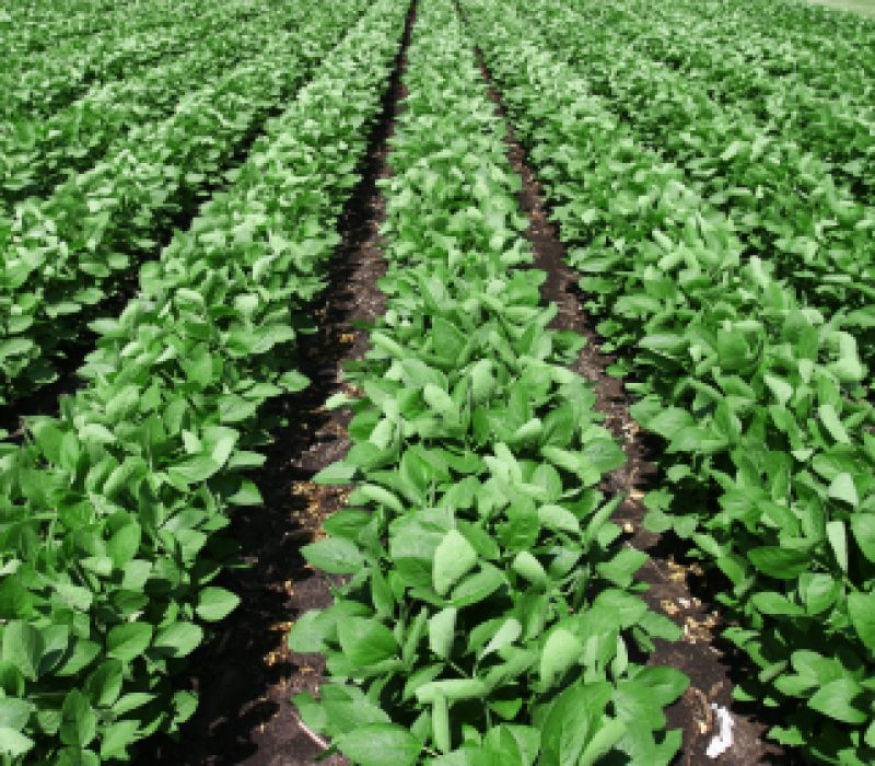 Olje fra genmodifisert soya som erstatning for raps- og olivenolje?