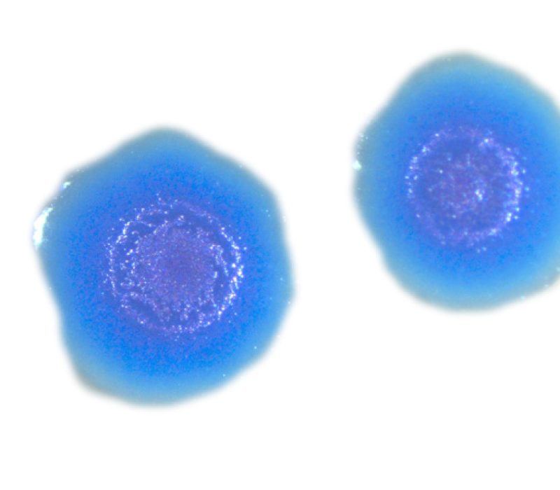 Nytt temaark om syntetisk biologi