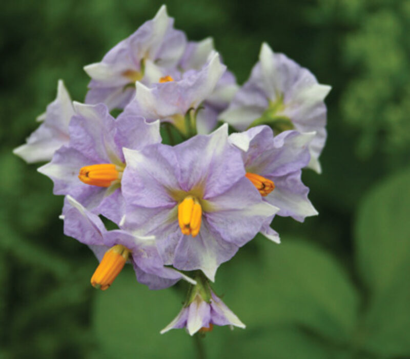 Genmodifisert potet: Godkjent i EU – hva med Norge?