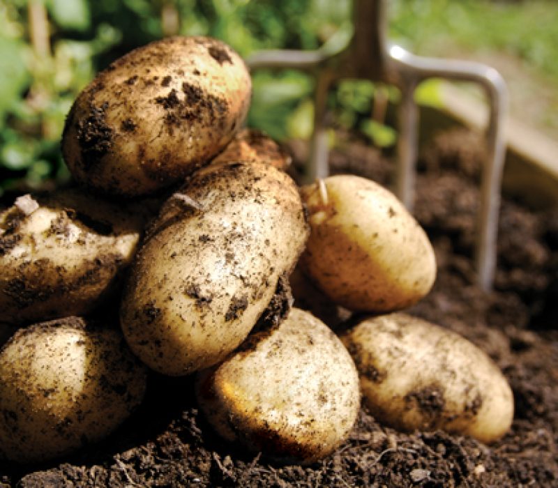 Nytt nummer av GENialt