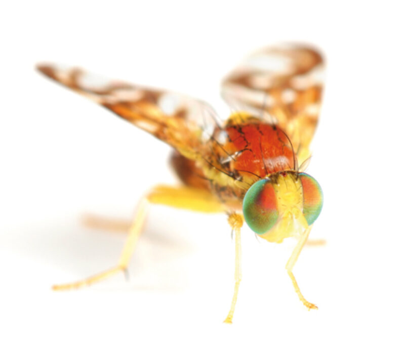 Bananfluge og rundorm gir kunnskap om helsa vår