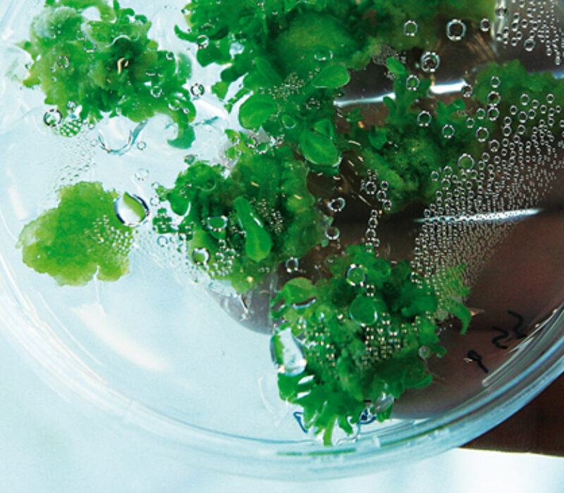 Vaksinefabrikk i plantar