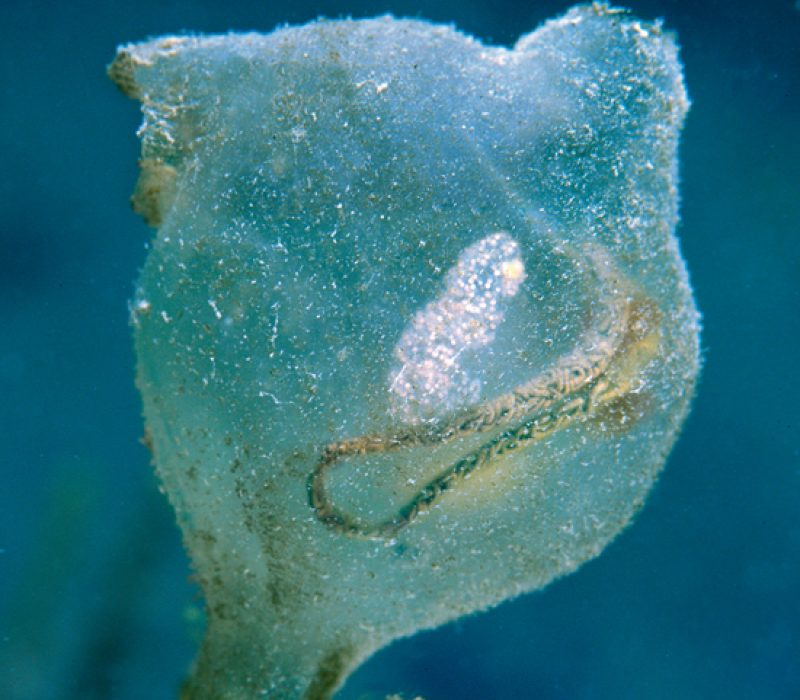 Nytt nummer av GENialt (nr. 2/2011)