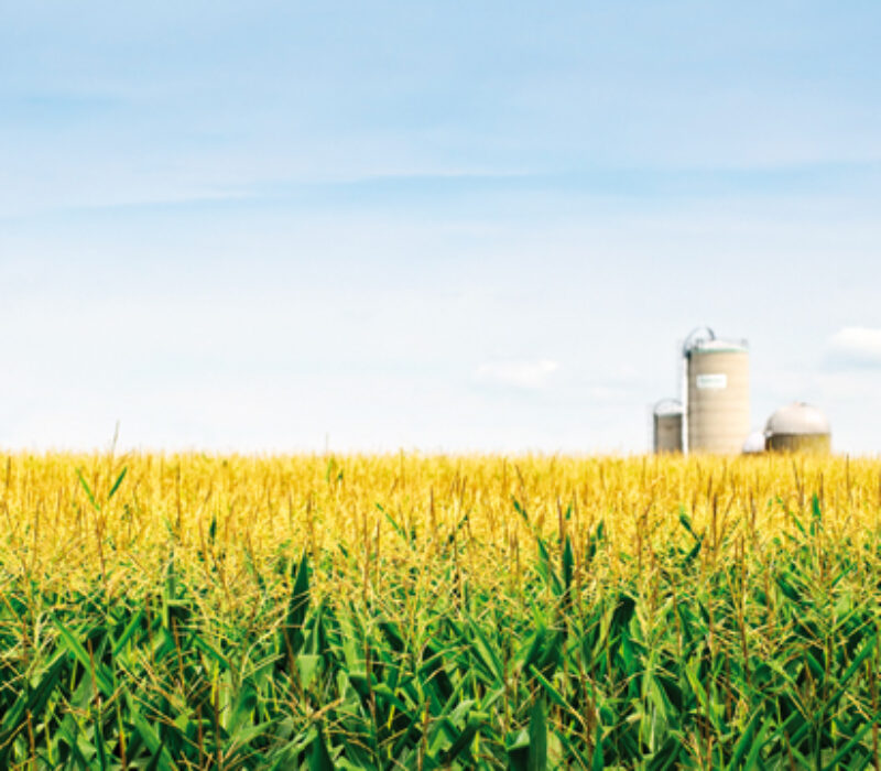 Rapport: Genmodifiserte plantar og berekraft