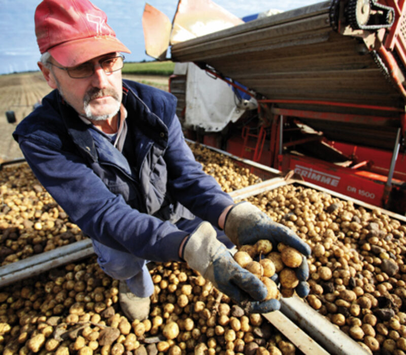 Ny, genmodifisert stivelsespotet uten gener for antibiotikaresistens