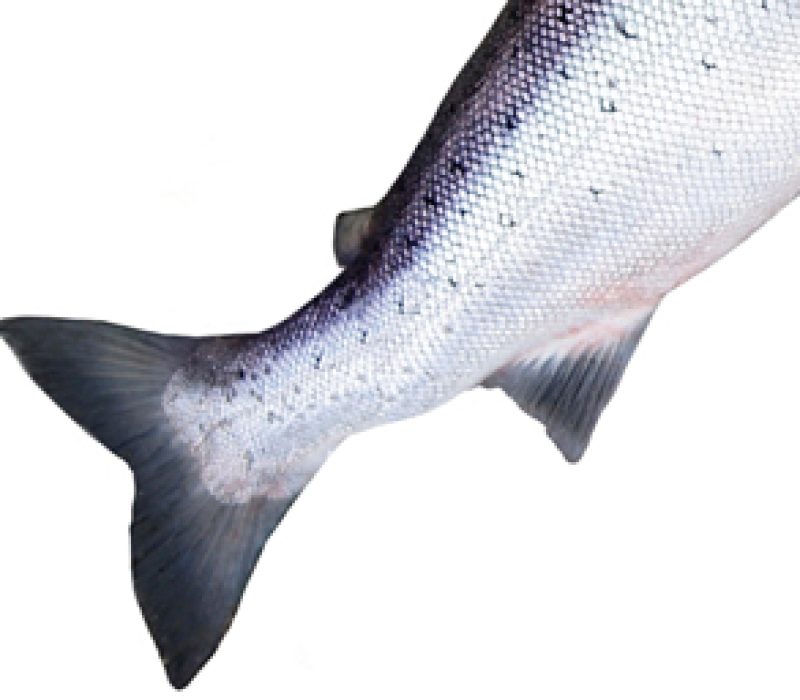 Blodfortynnande medisin frå lakseavfall