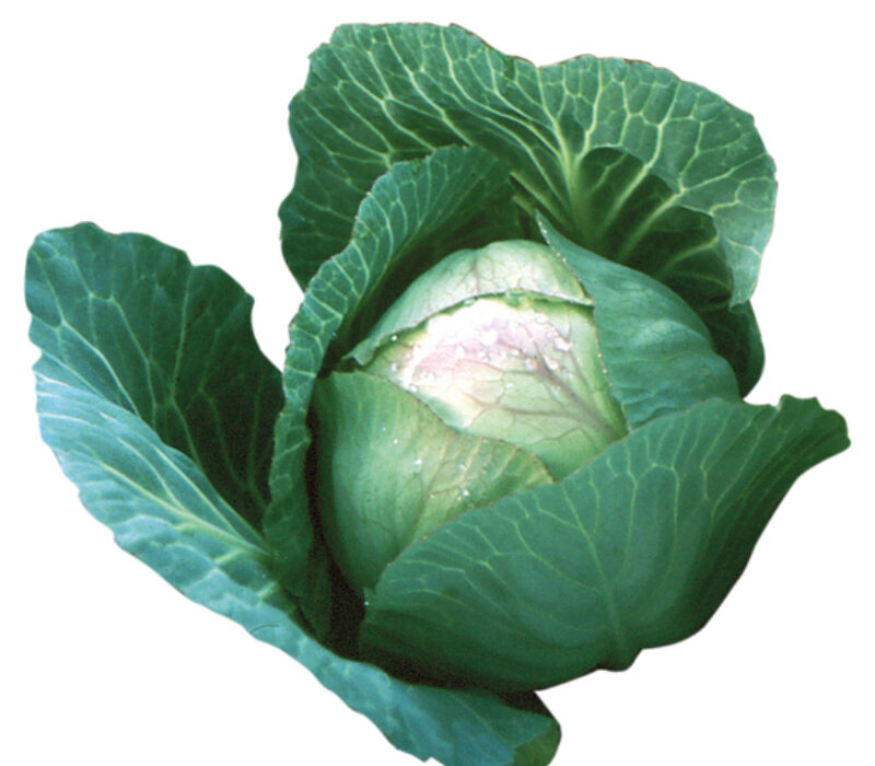 Sjølvforsynt eller sjølvforskyldt? Utfordringar og vegval for berekraftig matproduksjon