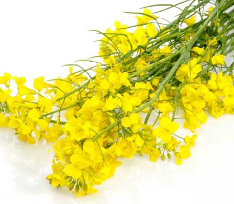 Genmodifiserte organismer – slik behandles søknadene