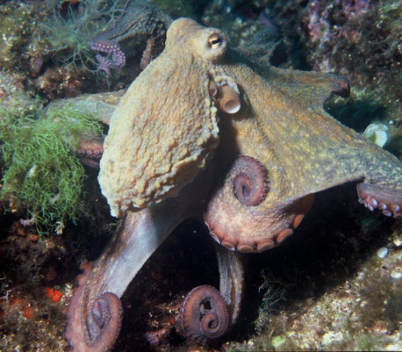 Blekkspruter med genetisk triks