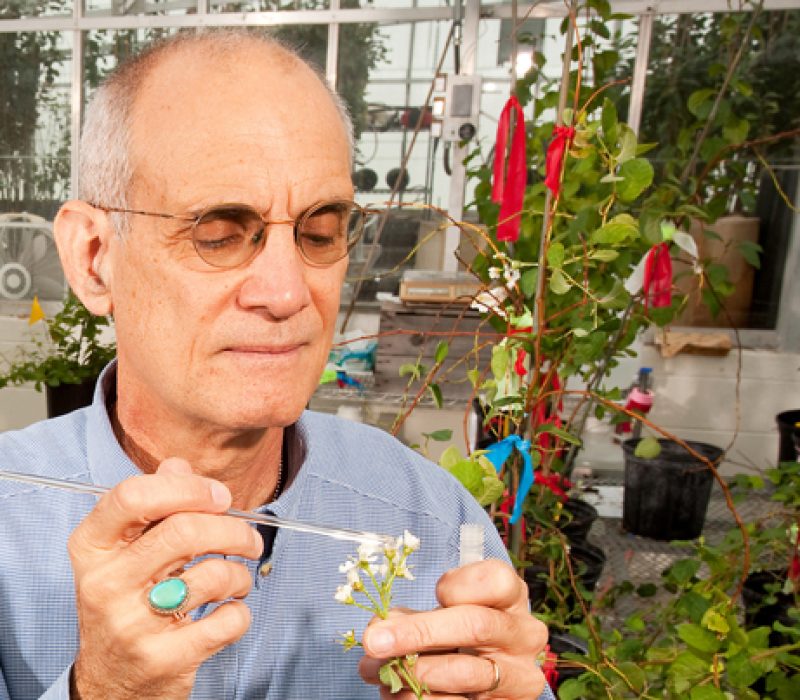 Bare litt genmodifisert?