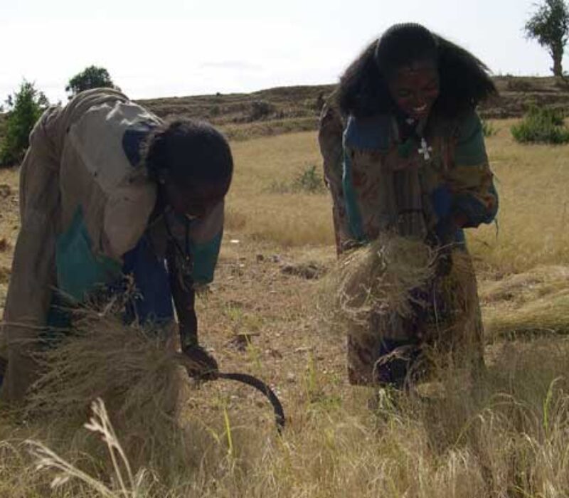 En røverhistorie om genressurser