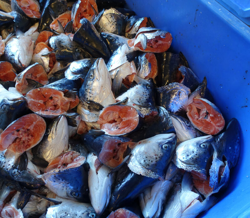 Foredlar fiskeavfall