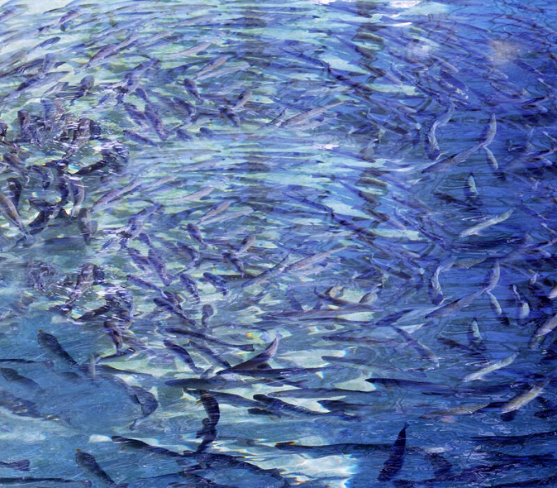 Ønsker flere vaksinerte dyr