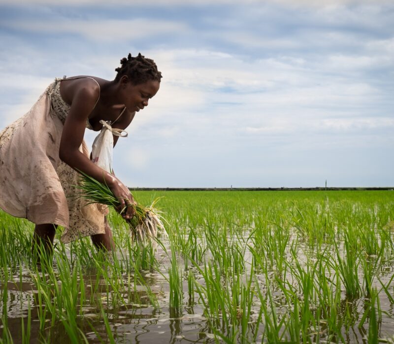I GENialt: GMO i Afrika: før nå og i fremtiden