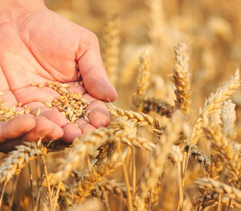 USA: Høster genredigerte hvete med høyt fiberinnhold