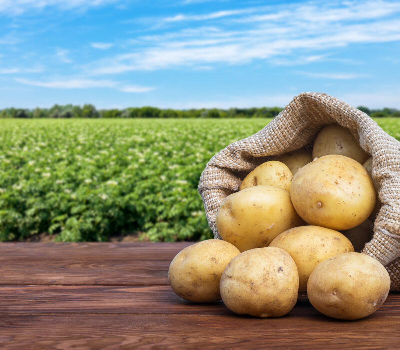 Temaside til ungdomsskoleprosjekt: Genmodifiserte planter