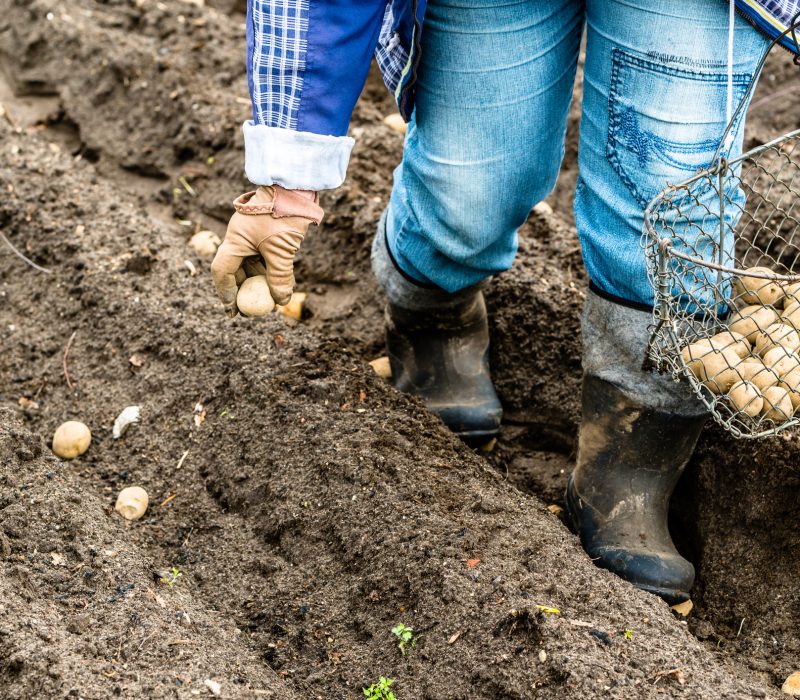 I GENialt: Genredigert mat  – hva mener Ola og  Kari Nordmann?