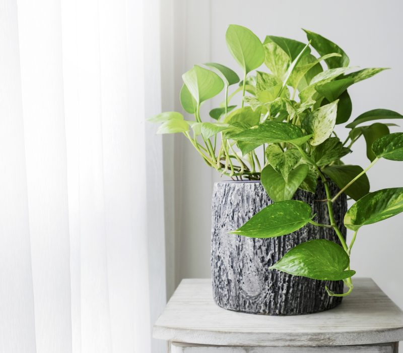 Potteplanten som ble luftrenser