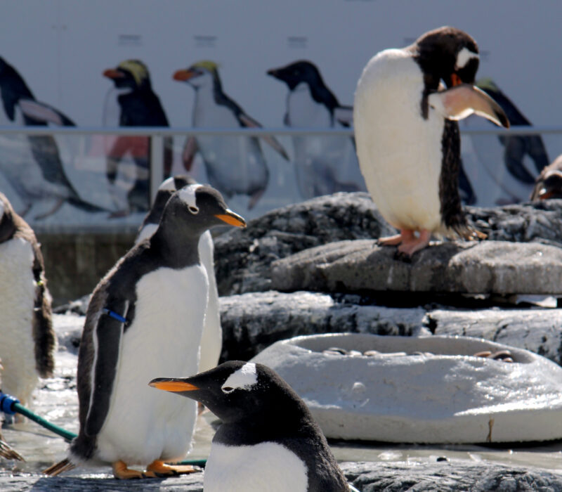 SmåGENialt: Nye pingviner – nye gener