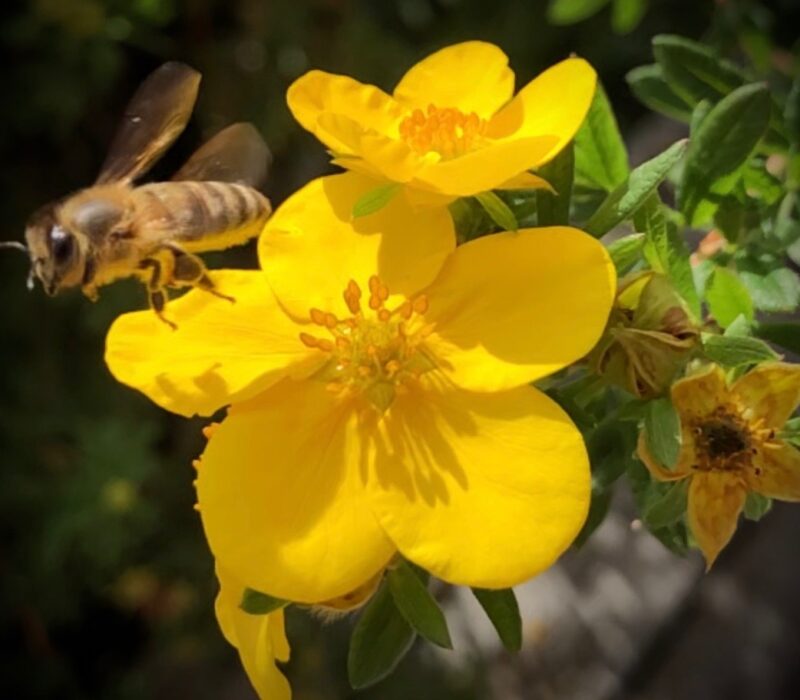 I GENialt: Bidronningens hemmeligheter