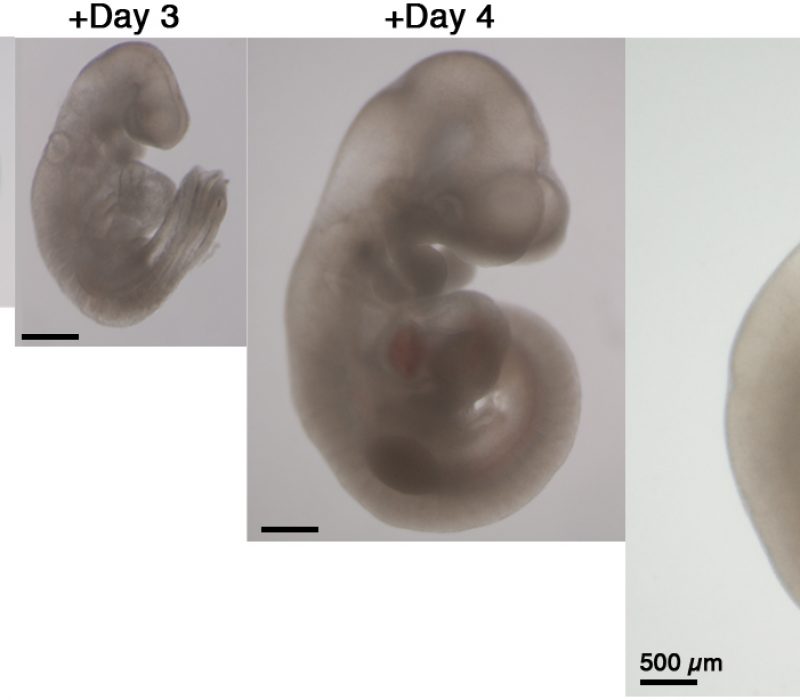I GENialt: Dyrker museembryo på glass