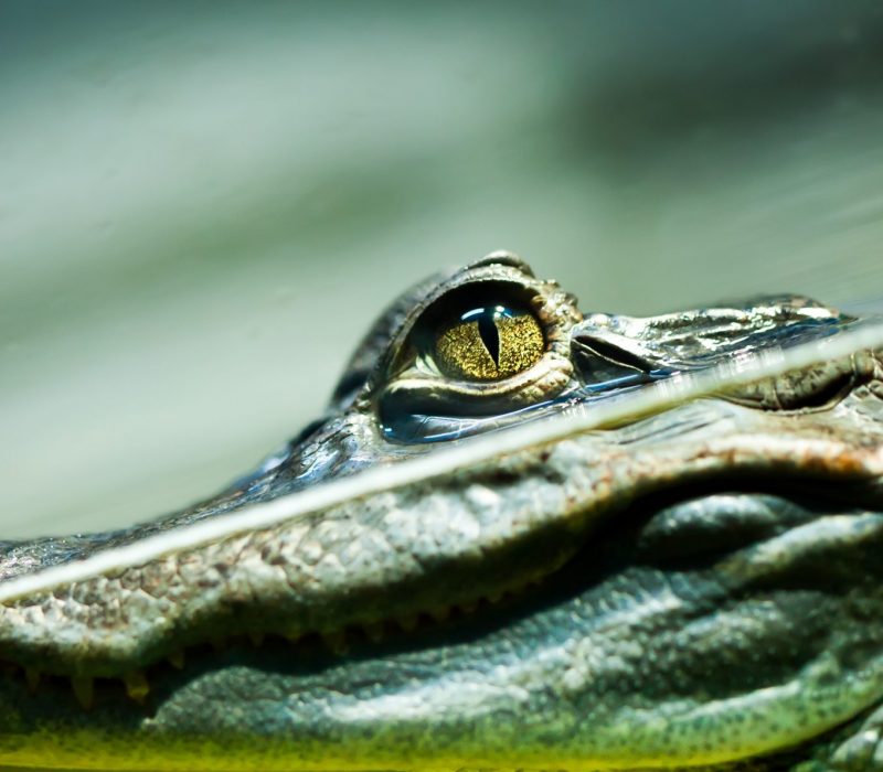 I GENialt: Tårevåte miniorganer og krokodilletårer