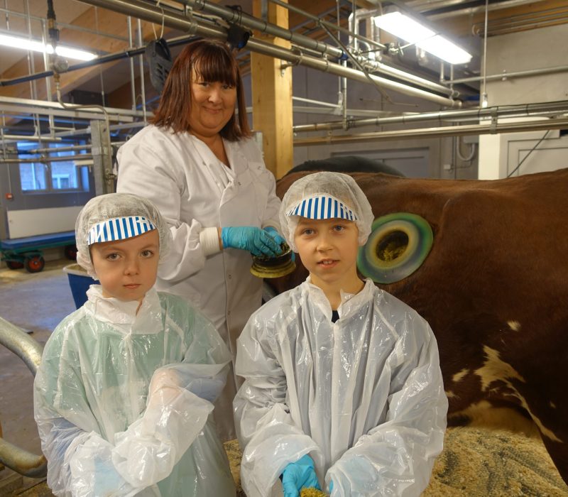 SmåGENialt: Kua med proppen i magen