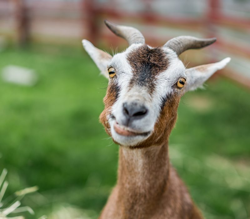 I GENialt: Ekte geitost – uten smak av genfeil