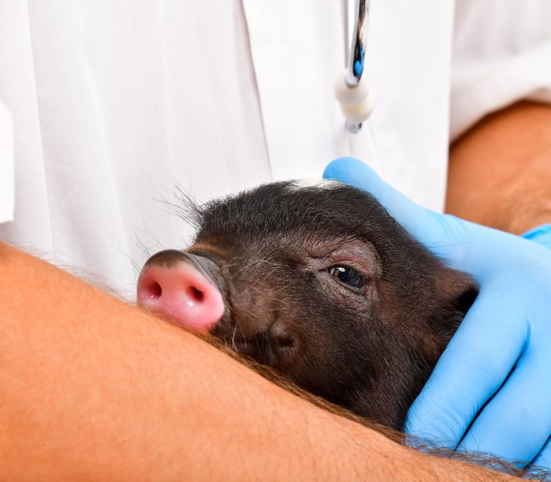 Genredigering og dyreetikk/ Gene editing and animal welfare