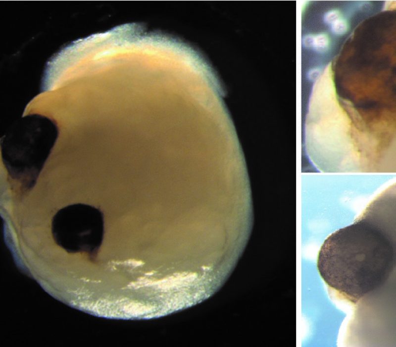 Kan en minihjerne tenke selv? Og hva er bevissthet?