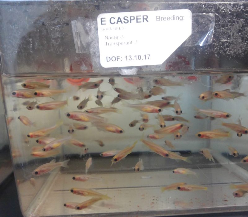 SmåGENialt: Forsøksdyret som ikke får deg til å nyse