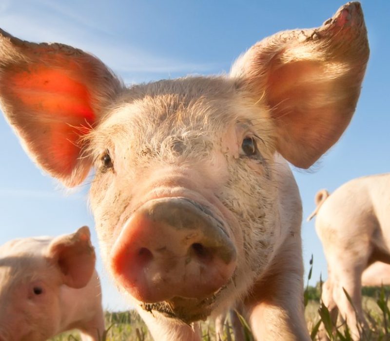 I GENialt: Genmodifisert grisenyre produserte urin i hjernedød kvinne