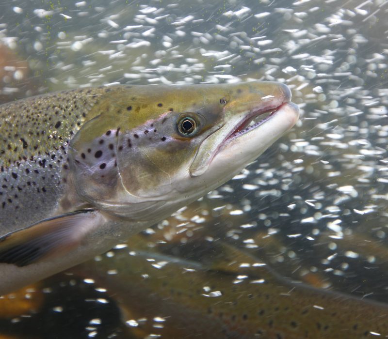 Frokostmøte: Fra boss til mat