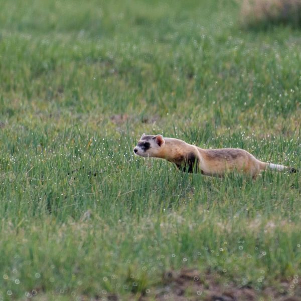 I GENialt: Klonet ilder skal redde arten