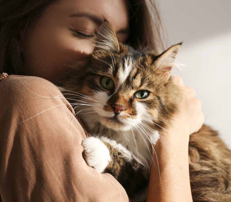 I GENialt: Skal det være en allergivennlig Crispr-katt?