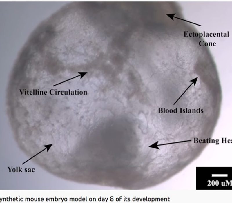 I GENialt: Fra hudceller til bankende hjerte