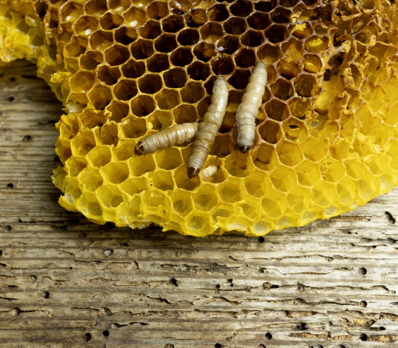 Enigmatiske enzymer – fra møllarvespytt til cellulose og bakterieslim