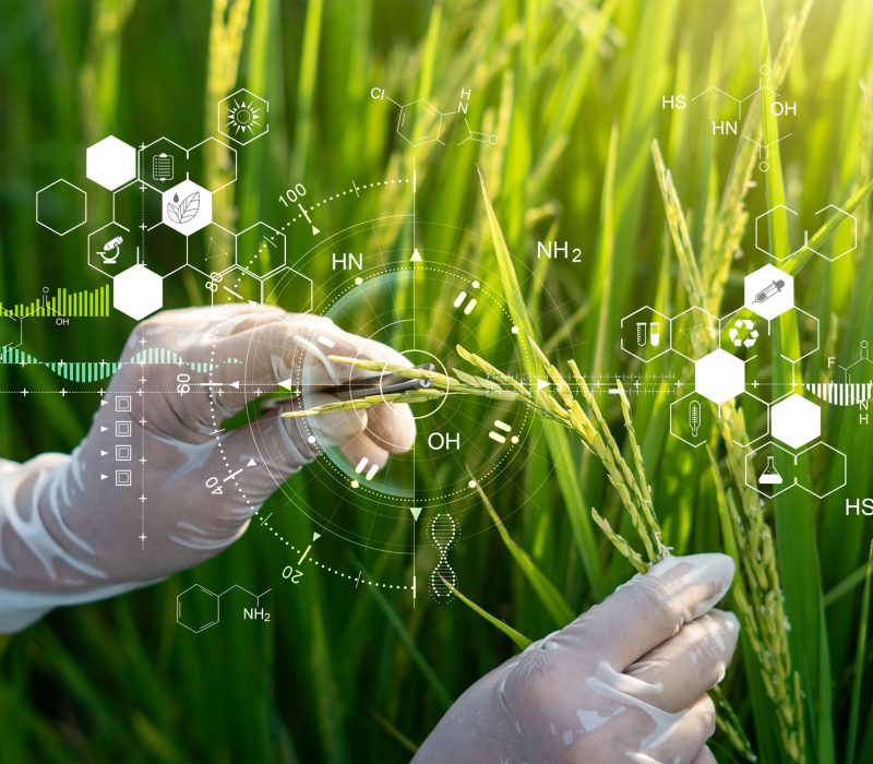 Seminar i samarbeid med Det Norske Videnskaps-Akademi: Er tiden kommet for å tenke nytt om GMO?