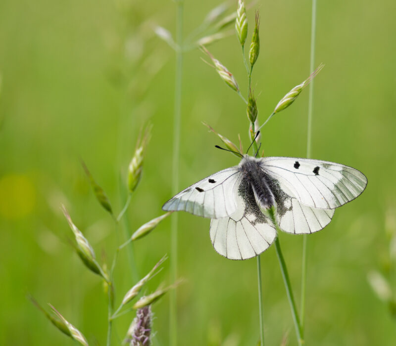 Debatt under Arendalsuka: Naturvern med gensaks?