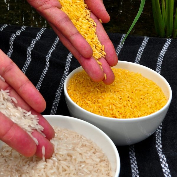 Domstolsdrama om Golden Rice