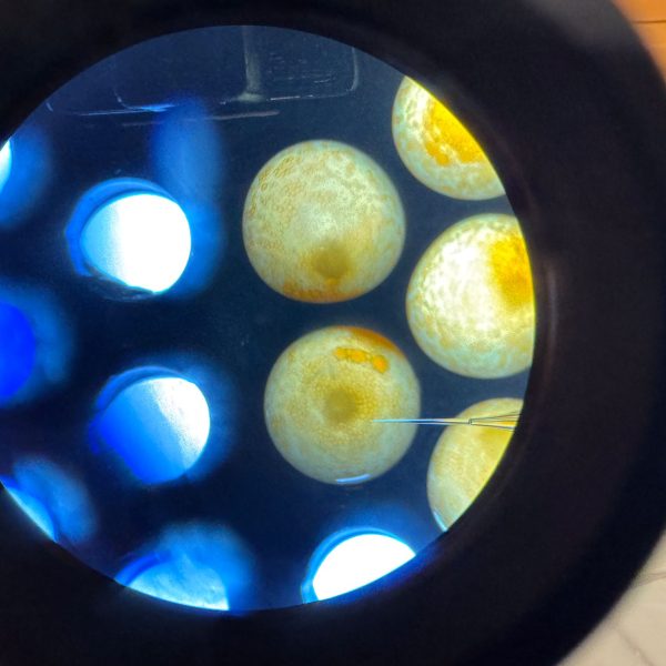 13 år med forskning på Crispr-laks