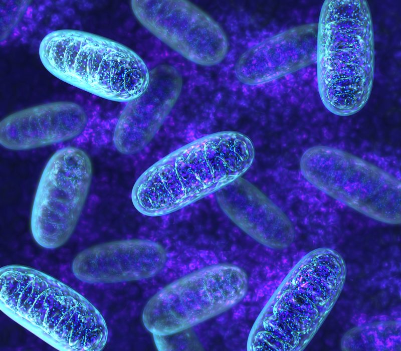 Kraftverk eller proteinfabrikk?